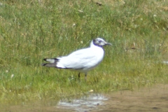 Chroicocephalus serranus