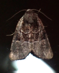 Meropleon ambifusca