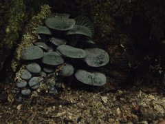 Gerronema waikanaense