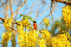 Pericrocotus flammeus