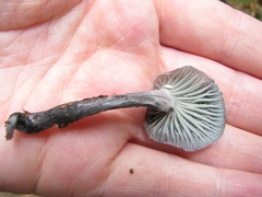 Gerronema waikanaense