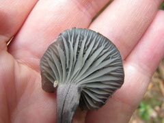 Gerronema waikanaense