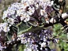 Ceanothus purpureus