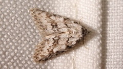 Nola cicatricalis