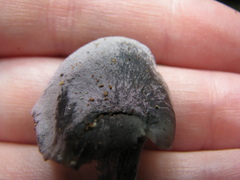 Gerronema waikanaense