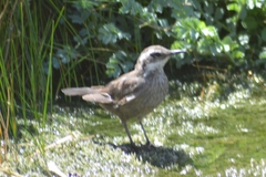 Cinclodes patagonicus