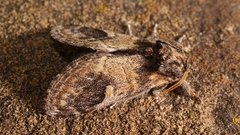Notodonta tritophus