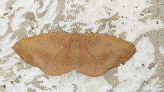 Omiza