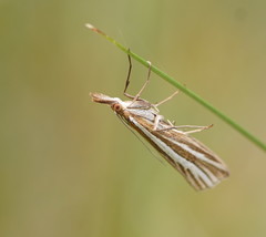 Hednota grammellus