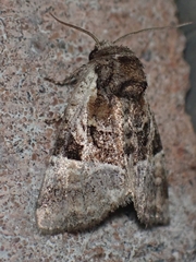 Meropleon ambifusca