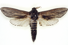 Endoxyla punctifimbria