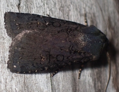 Euxoa velleripennis
