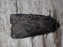 Euxoa velleripennis
