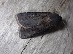 Euxoa velleripennis