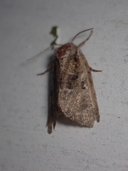 Meropleon ambifusca