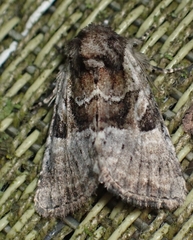 Meropleon ambifusca