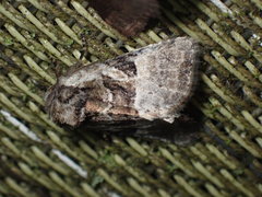 Meropleon ambifusca