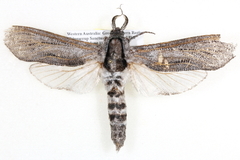 Endoxyla punctifimbria