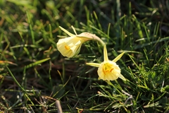 Narcissus bulbocodium graellsii