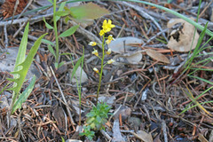 Draba maguirei