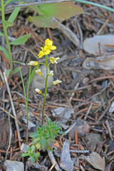 Draba maguirei