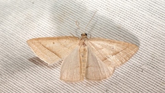 Petrophora chlorosata