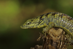 Sierra de Zongolica Arboreal Alligator Lizard photo 2
