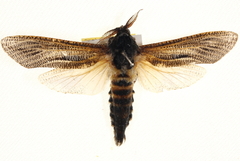 Endoxyla punctifimbria