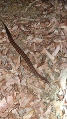 Acanthophis antarcticus