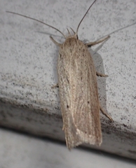 Gonioterma mistrella