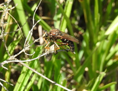Dicranus