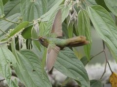 Chalcostigma ruficeps