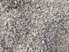 Balanus amphitrite saltonensis