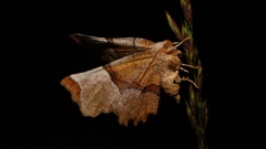 Selenia lunularia