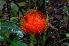 Brownea macrophylla