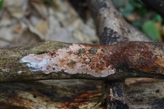Ceriporia purpurea