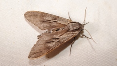 Sphinx maurorum
