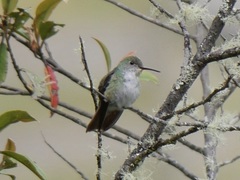 Elliotomyia viridicauda