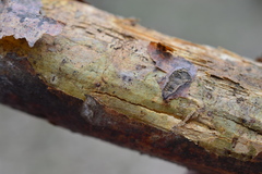 Vuilleminia comedens