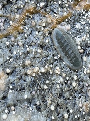 Tripoplax regularis