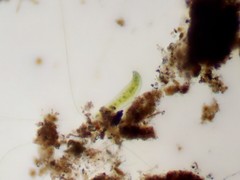 Closterium moniliferum