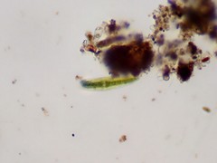 Closterium moniliferum