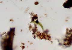 Closterium moniliferum