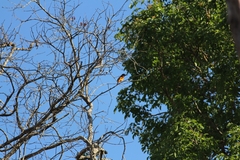 Pericrocotus flammeus