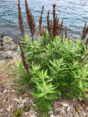 Artemisia suksdorfii