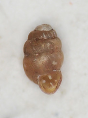 Vertigo gouldii
