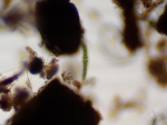 Closterium moniliferum