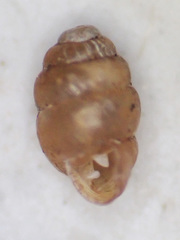 Vertigo gouldii