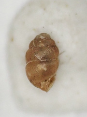 Vertigo gouldii