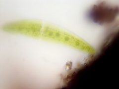 Closterium moniliferum